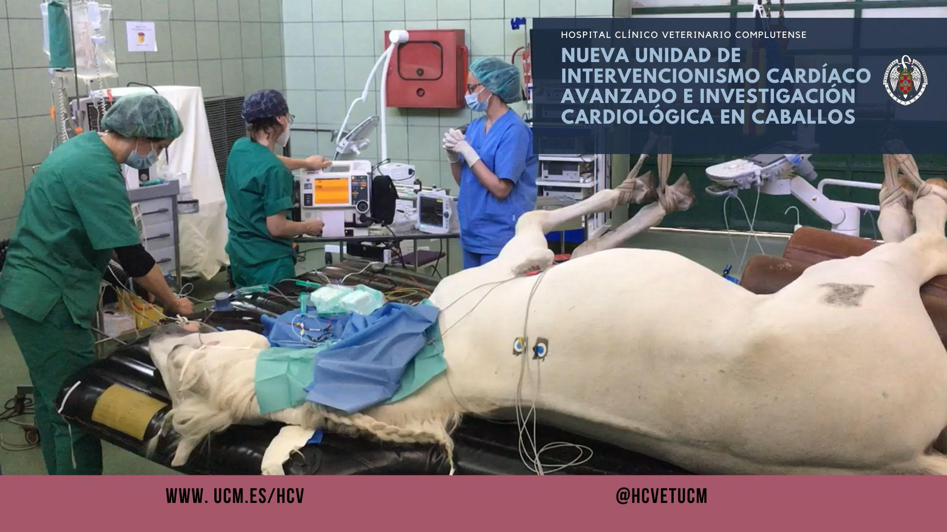 El Hospital Clínico Veterinario Complutense (HCVC) inaugura, en colaboración con Boehringer Ingelheim, la unidad de intervencionismo cardíaco avanzado e investigación cardiológica en caballos (CorELab-UCM)